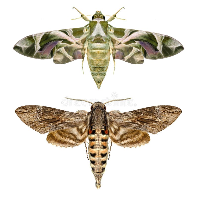 Moths. Two different species of Sphingidae family (Lepidoptera) - Daphnis nerii (oleander hawk-moth or army green moth) and Convolvulus Hawk moth (Agrius convolvuli). Isolated on a white background. Moths. Two different species of Sphingidae family (Lepidoptera) - Daphnis nerii (oleander hawk-moth or army green moth) and Convolvulus Hawk moth (Agrius convolvuli). Isolated on a white background