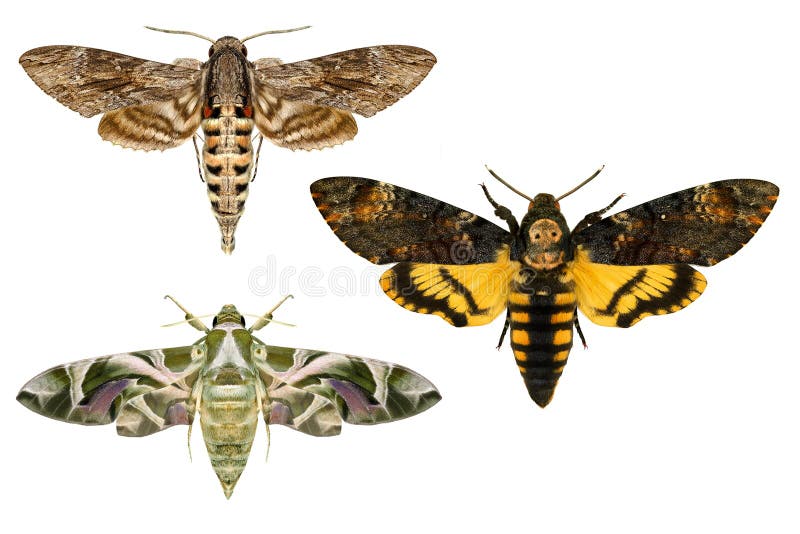 Moths.Sphingidae family(Lepidoptera) species.Daphnis nerii -oleander hawk-moth or army green moth,Convolvulus Hawk moth -Agrius convolvuli,Death's head Hawk moth -Acherontia atropos.Isolated on white. Moths.Sphingidae family(Lepidoptera) species.Daphnis nerii -oleander hawk-moth or army green moth,Convolvulus Hawk moth -Agrius convolvuli,Death's head Hawk moth -Acherontia atropos.Isolated on white