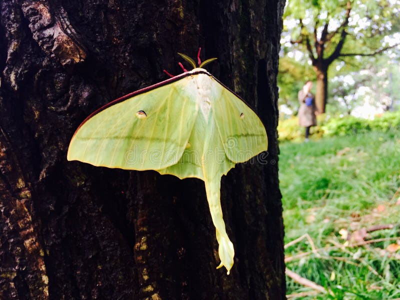 After the heavy rain, a huge green moths to appear on the trunk. After the heavy rain, a huge green moths to appear on the trunk