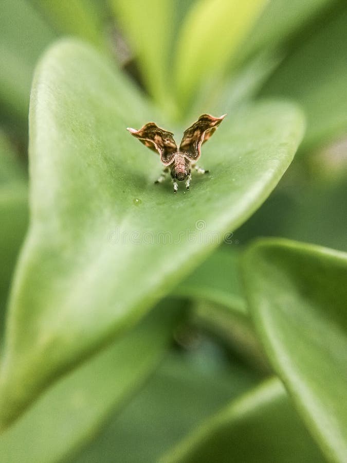 Captured images of a beautiful moths from behind. Captured images of a beautiful moths from behind