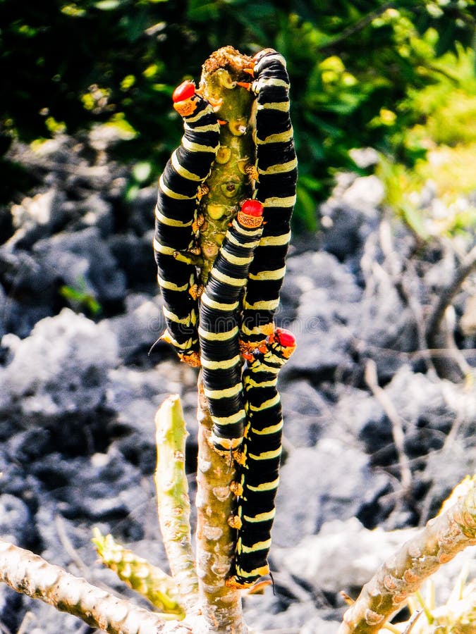 Hungry caterpillar moths in the Cayman Islands. Hungry caterpillar moths in the Cayman Islands