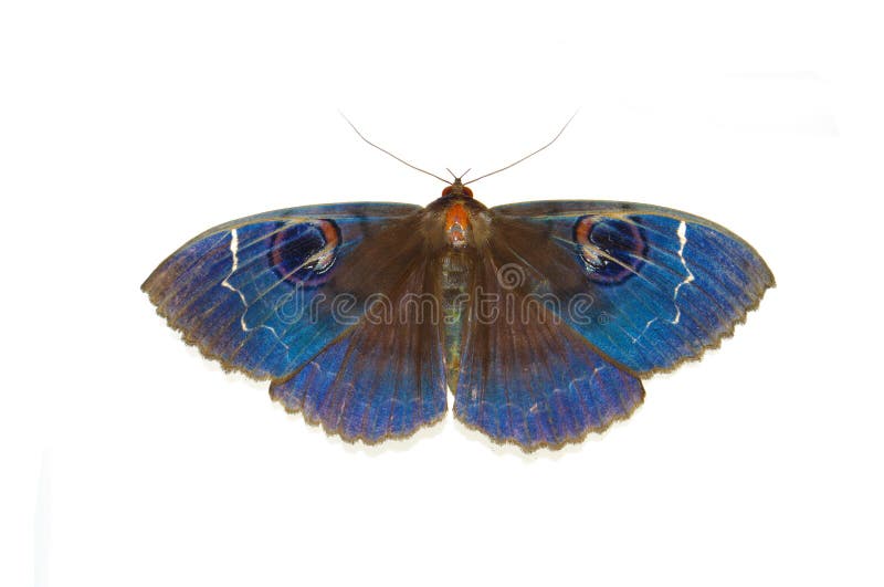 Blue moths on a white background. Blue moths on a white background.