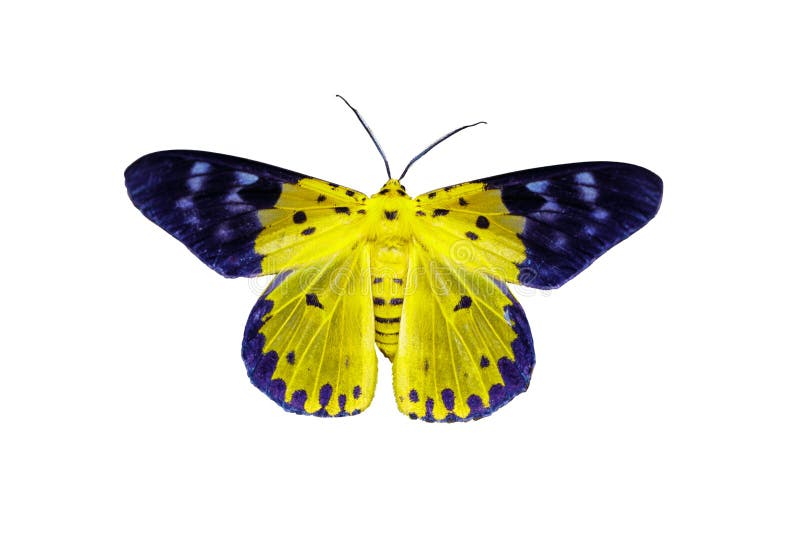 Isolated Dysphania militaris moths with clipping path. Isolated Dysphania militaris moths with clipping path