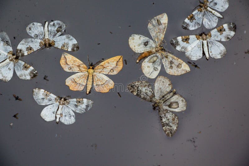 Moths in the water in a small forest pond. Moths in the water in a small forest pond