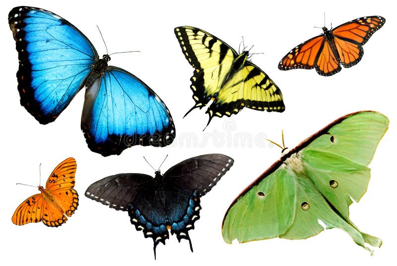 A montage of butterflies and moths isolated on white background, horizontal. A montage of butterflies and moths isolated on white background, horizontal