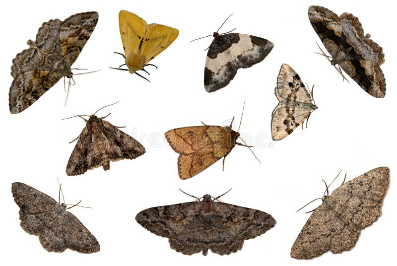 Ten night moths on the white background. Ten night moths on the white background