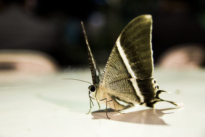 beautifully colored moths in the night. beautifully colored moths in the night.