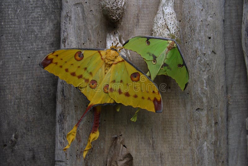 Pair of giant tropical moths one yellow and one green. Pair of giant tropical moths one yellow and one green