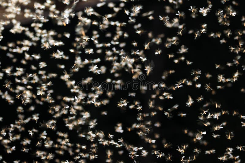 Moths flying around the light bulbs.Nature background. Moths flying around the light bulbs.Nature background.