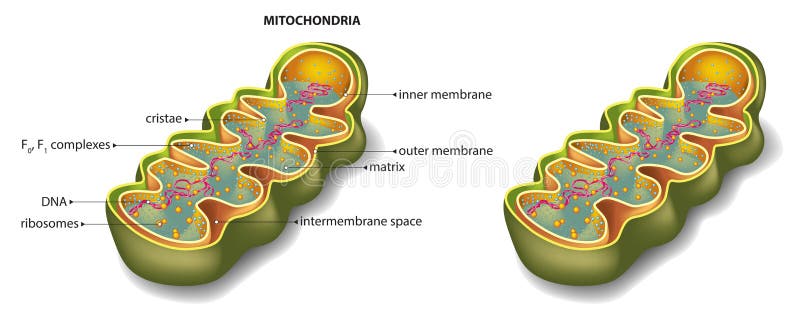 Mitochondria stock illustration