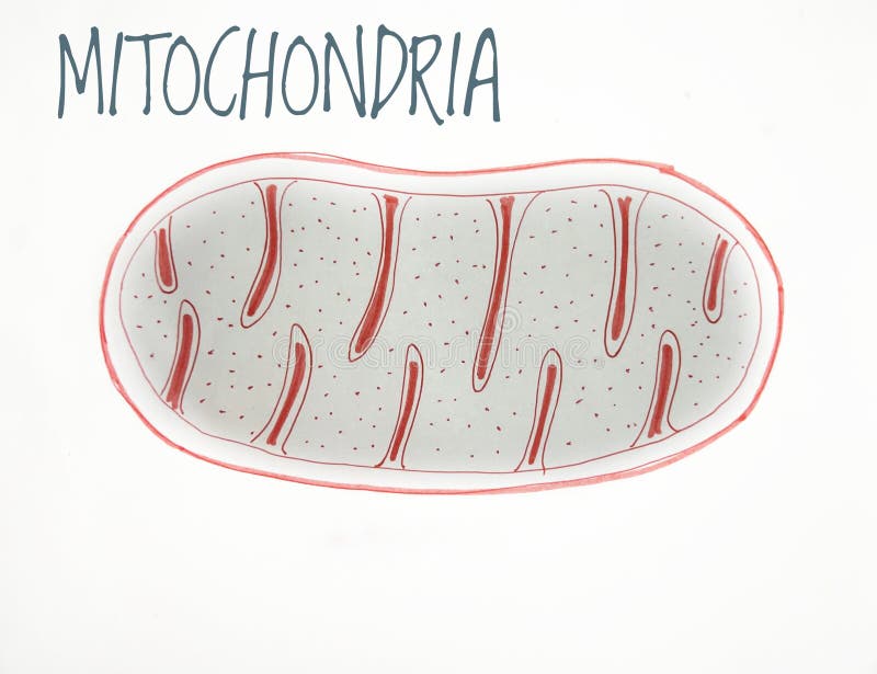 300 Mitochondrien Fotos Kostenlose Und Royalty Free Stock Fotos Von Dreamstime