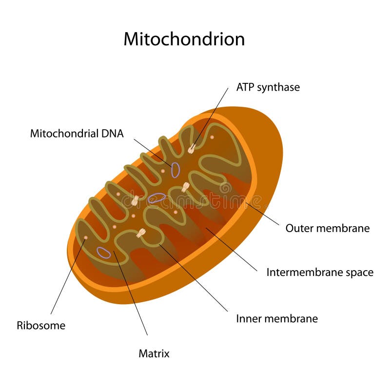 Mitochondrion stock de ilustración Mitochondrion stock de ilustración
