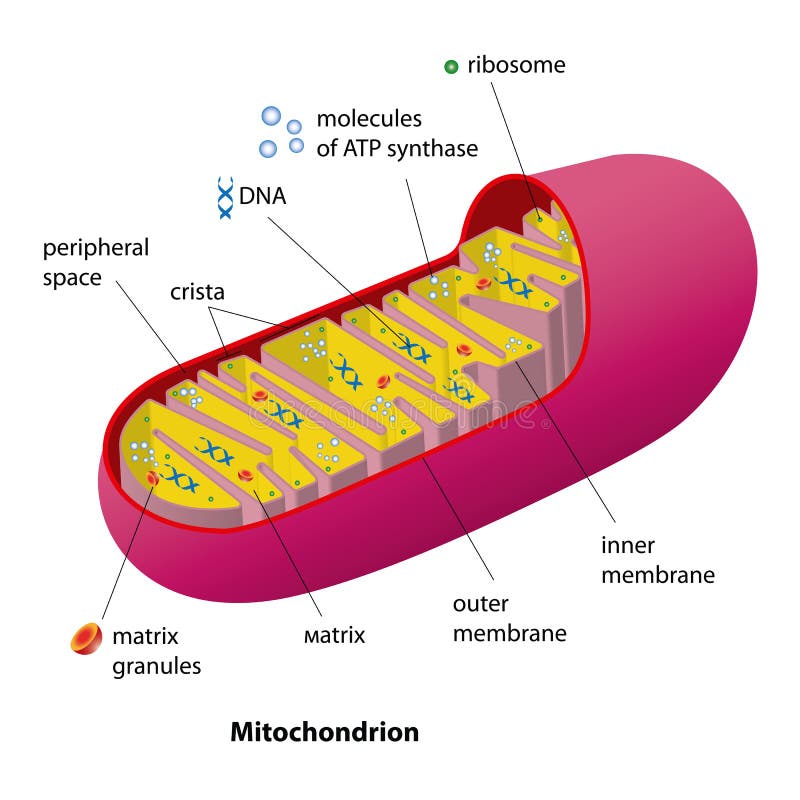 Mitochondrion scheme stock illustration