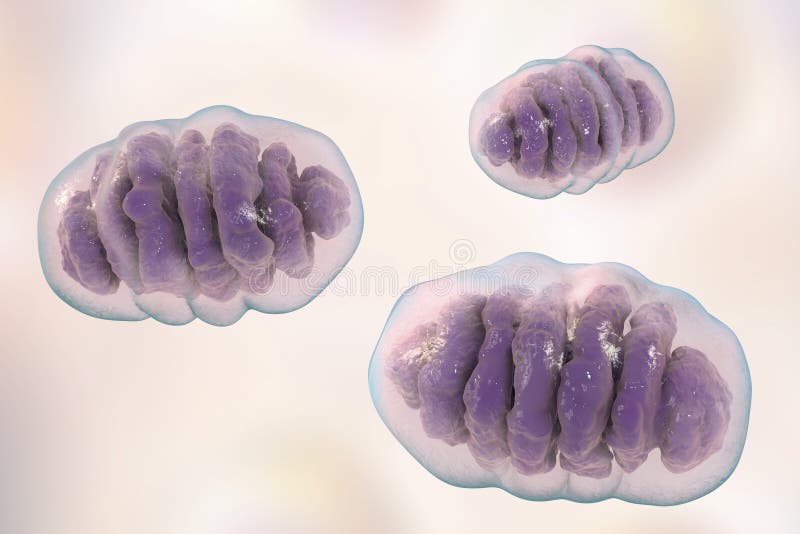 Mitochondria, a membrane-enclosed cellular organelles, which produce energy, 3D illustration. Mitochondria, a membrane-enclosed cellular organelles, which produce energy, 3D illustration