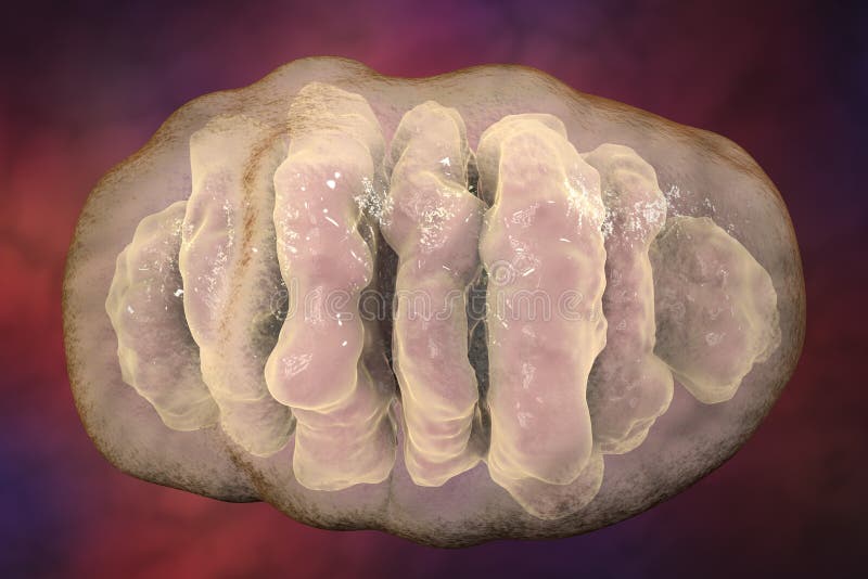 Mitocondrio, organelli cellulari che producono l'energia illustrazione vettoriale Mitocondrio, organelli cellulari che producono l'energia illustrazione vettoriale