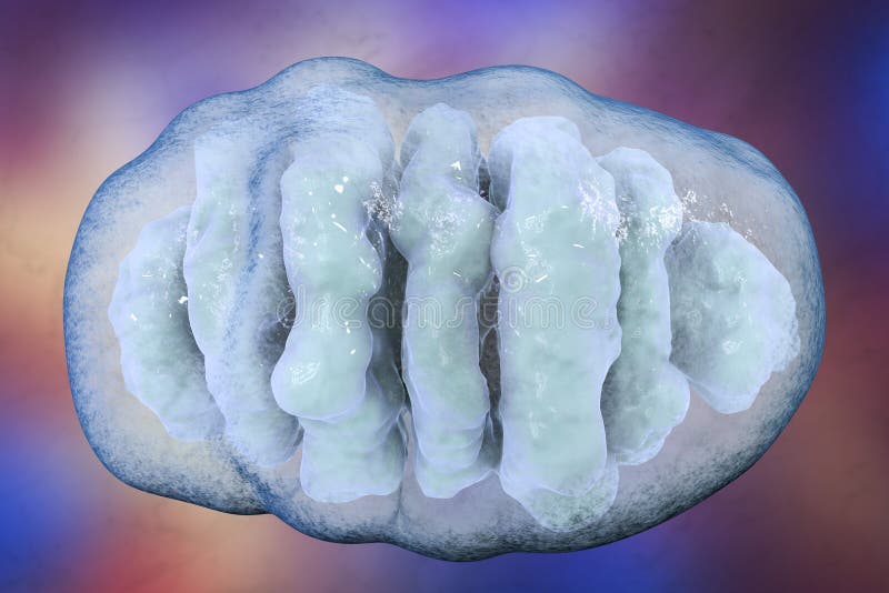 Mitocondrio, organelli cellulari che producono l'energia illustrazione vettoriale Mitocondrio, organelli cellulari che producono l'energia illustrazione vettoriale