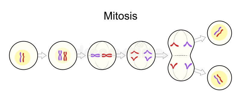 Mitose. division cellulaire. reproduction asexuée illustration stock