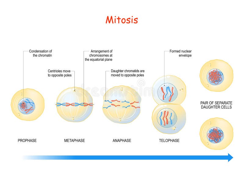 Mitose. stades de division cellulaire illustration stock