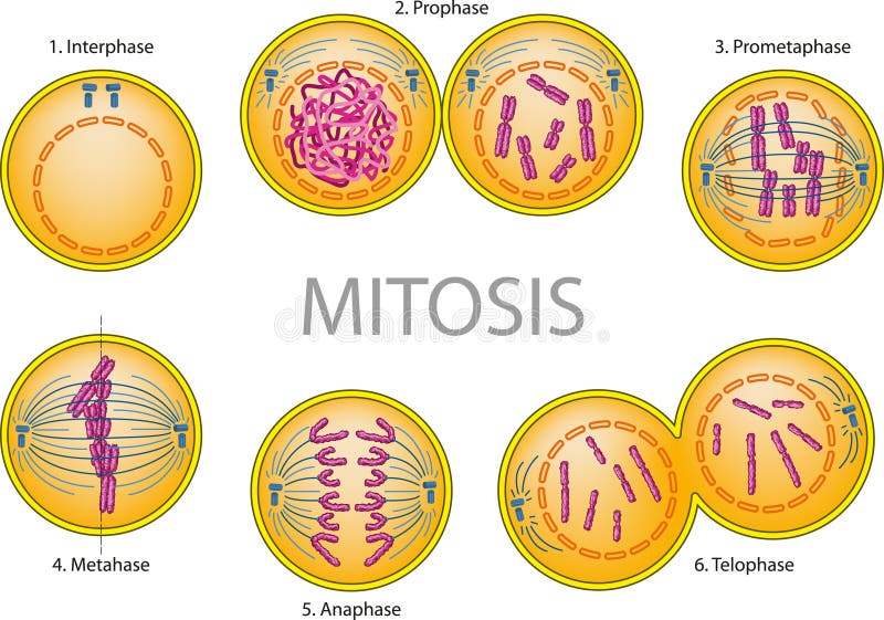 celular mitosis celular mitosis flip book celular mitosis celular mitosis flip book