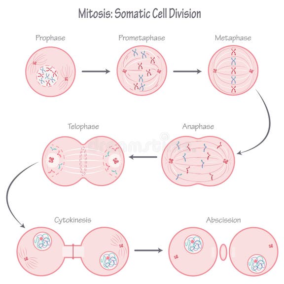 mitosis-phases-somatic-cell-division-science-graphic-stock-vector