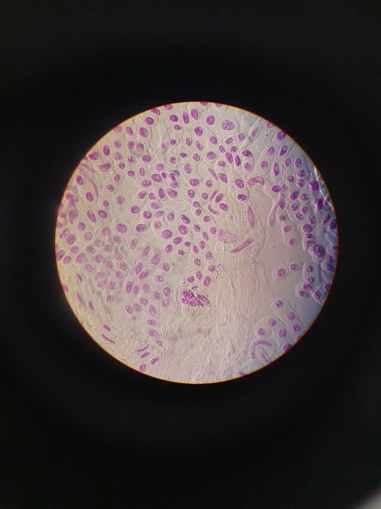 306 Prometaphase Diagram Stock Photos Biology Diagrams