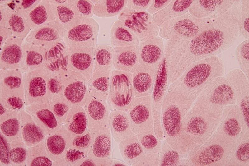 Mitosis Cell in the Root Tip of Onion Under a Microscope. Stock Image