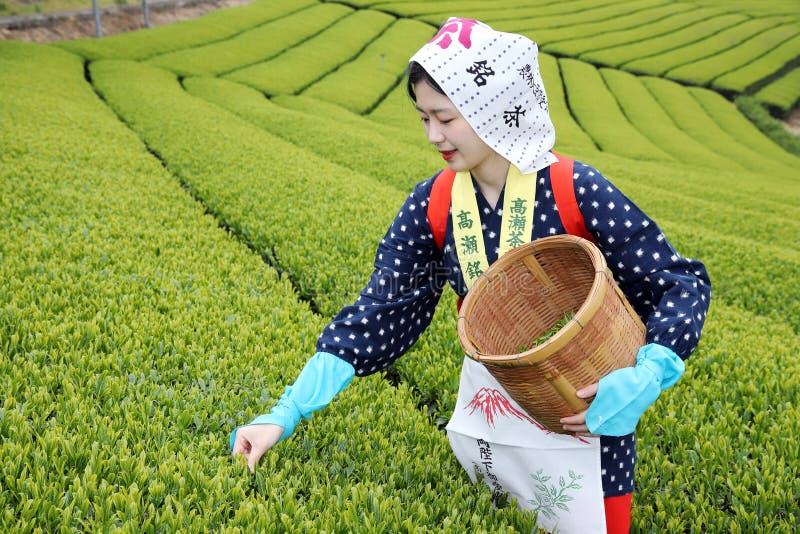 Japanese woman harvesting tea leaves