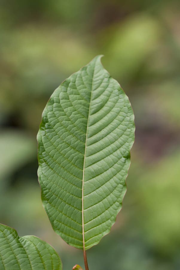 Mitragyna speciosa korth (kratom) a drug from plant royalty free stock image Mitragyna speciosa korth (kratom) a drug from plant royalty free stock image
