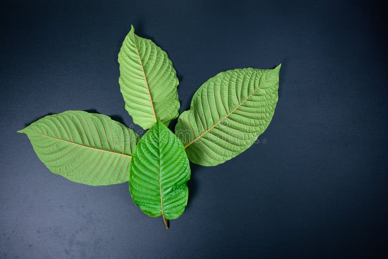 Mitragyna speciosa or Kratom leaves royalty free stock photo Mitragyna speciosa or Kratom leaves royalty free stock photo