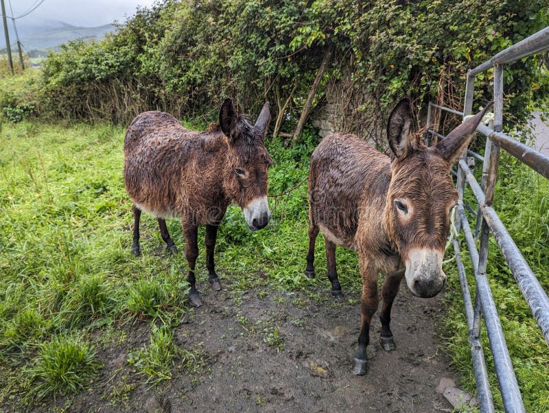 Two donkeys in the pasture, all wet and with some mud on the ground from the heavy rains that are felt in the region. Two donkeys in the pasture, all wet and with some mud on the ground from the heavy rains that are felt in the region