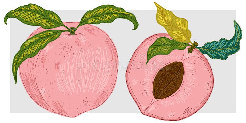 Mittelmeerelement exotische tropische. Texturierte Illustration mit handgezeichneten Skizzaelementen lizenzfreie abbildung