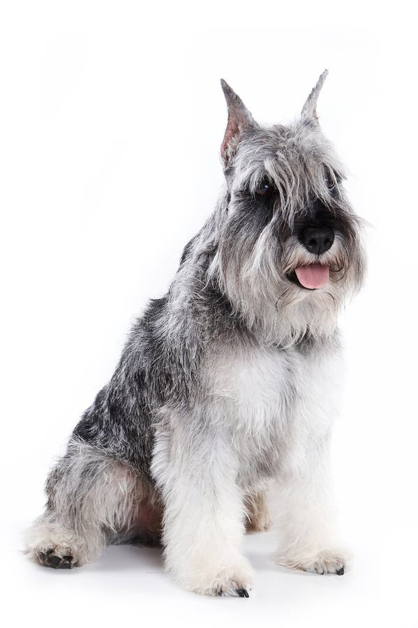Mittelschnauzer στοκ εικόνα. εικόνα από breckenridge 106385167