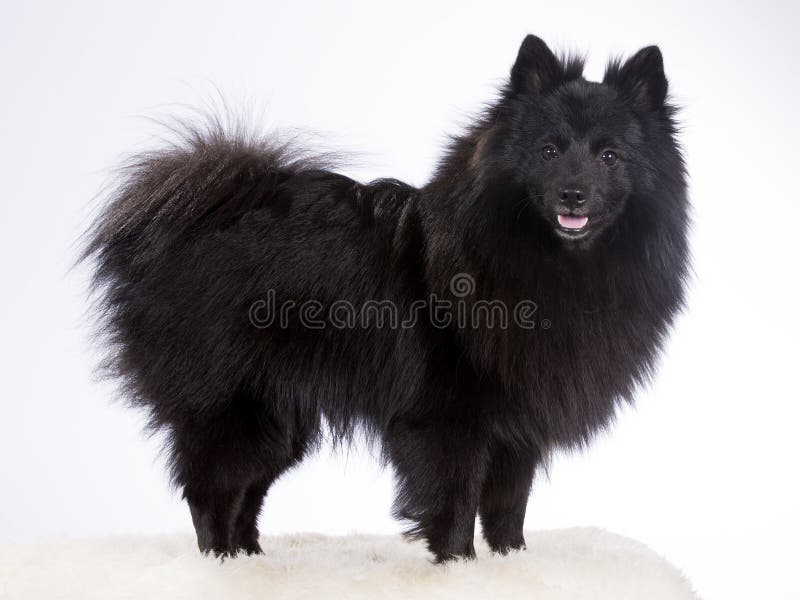 Mittelspitz dog portrait stock photo. Image of isolated - 76297712