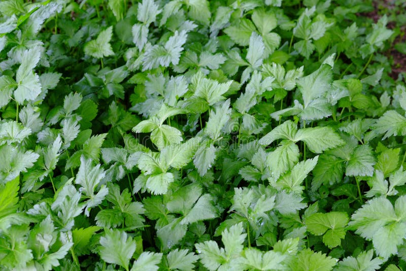 Mitsuba with Fresh Cultivation. Stock Photo Image of food, bloom