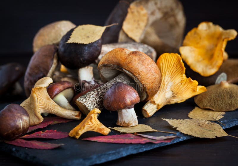 Mix of autumn wild forest edible mushrooms