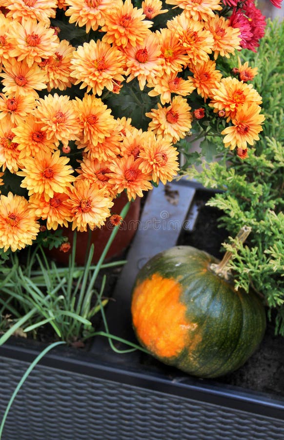 Mix of Beautiful Fall Terrace Flowers Stock Image - Image of pumpkin ...