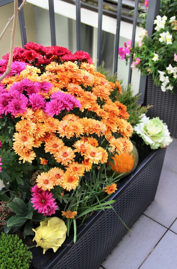 Mix of beautiful flowers in the fall terrace garden