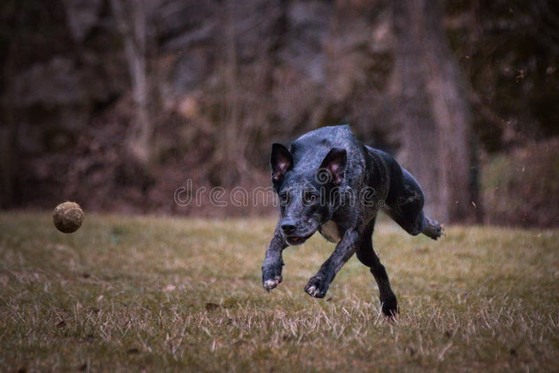 Mix breed dog is running for ball royalty free stock photography Mix breed dog is running for ball royalty free stock photography