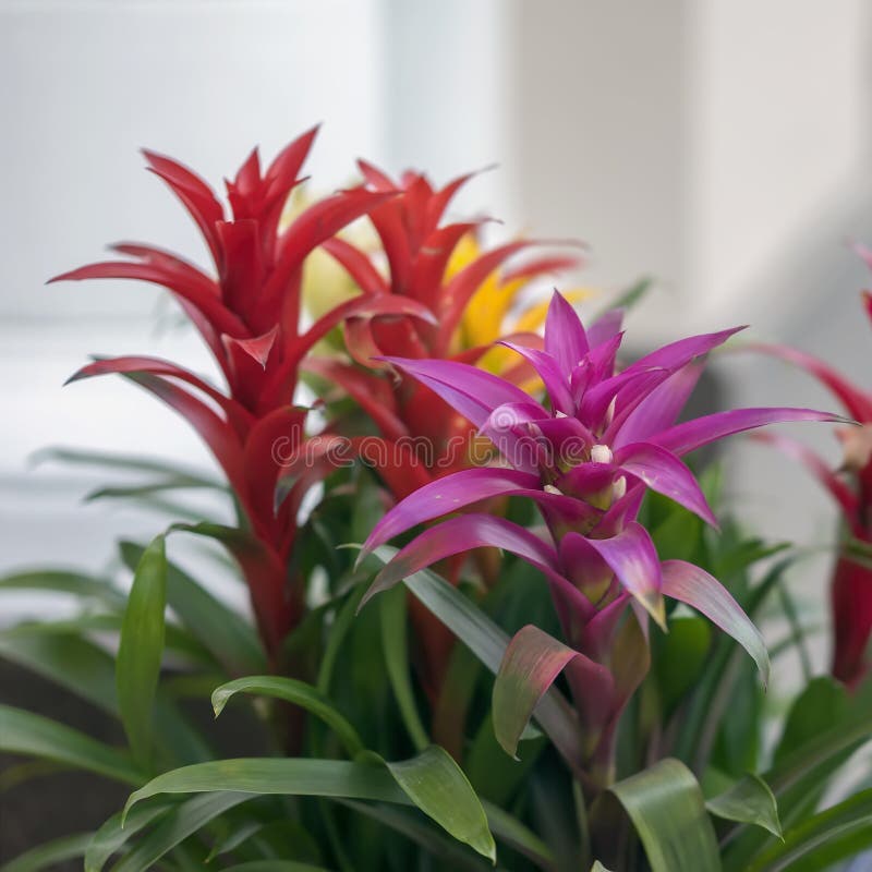 Mix of colorful bright Guzmania, fine representative of the bromeliad or pineapple family. exotic beauty, leader in the