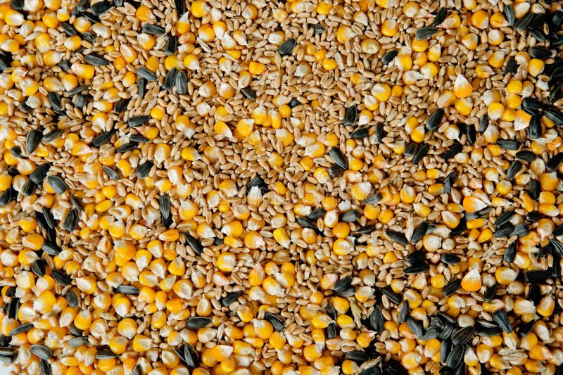 Wheat and sunflower fields stock image. Image of countryside 25617207