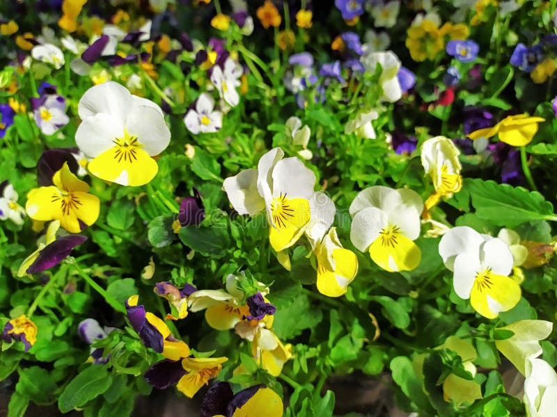 Mix Difference Colour of Pansy Flower, Viola, Spring Flower Stock Image