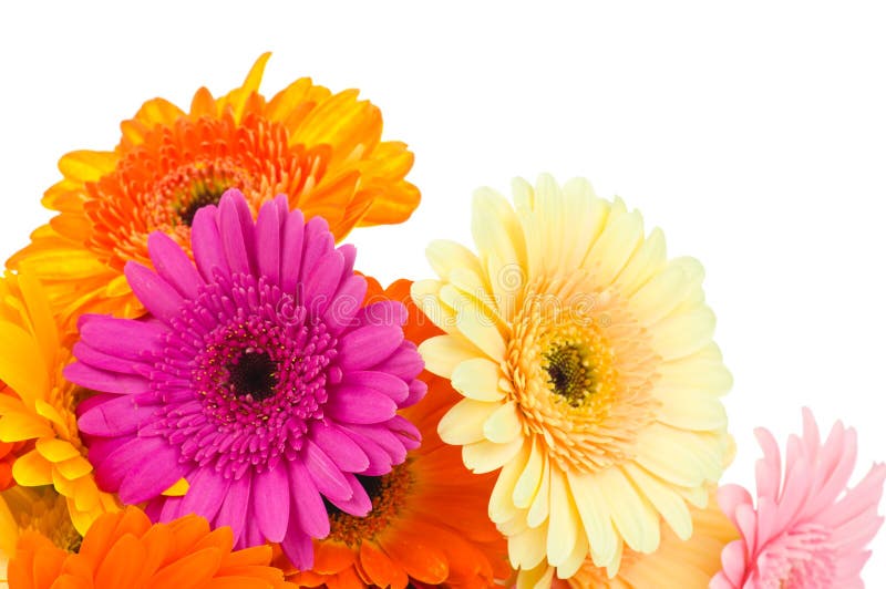Mix of gerber flowers stock images