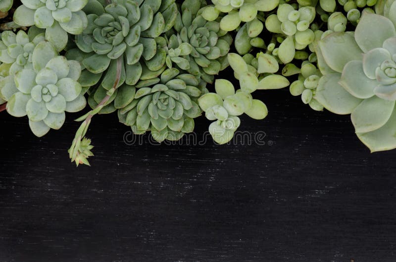3,265 Succulent Border Stock Photos - Free & Royalty-Free Stock Photos from Dreamstime 3,265 Succulent Border Stock Photos - Free & Royalty-Free Stock Photos from Dreamstime