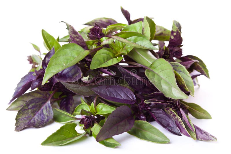 Mix of green and purple basil