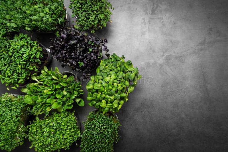 Mix of microgreens containers on black stone background with copy space