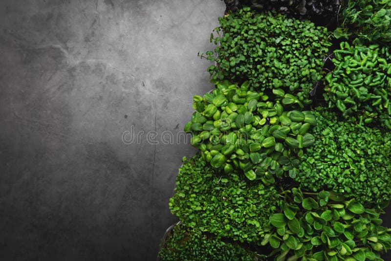 Mix of microgreens containers on black stone background with copy space