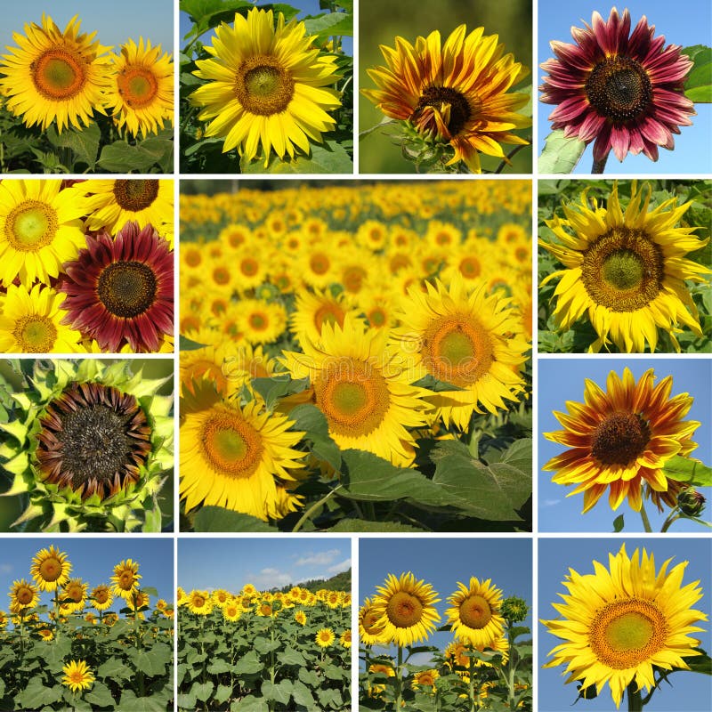 Mix of sunflowers