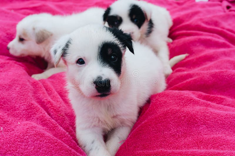 Mix Puppies Sitting on the Pink Blanket Stock Image Image of friend
