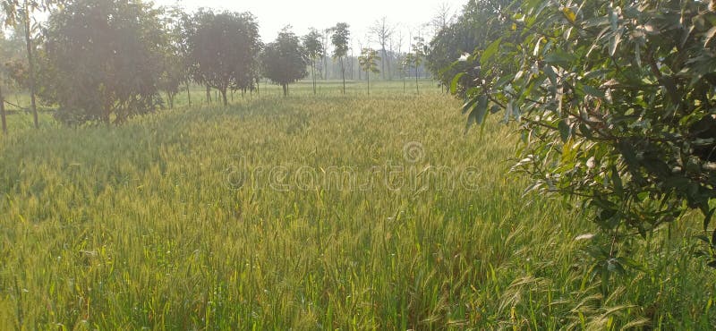 Mixed Agriculture field green cropping for grain and fruit on bank of roads  in navkarhi madhubani bihar India