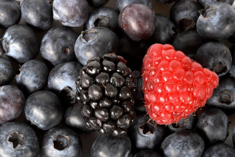 Mixed Berries stock photo. Image of blue, blueberry, food 1861300